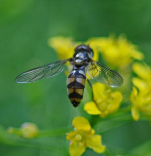 Réf. 303 453 : Meliscaeva auricollis